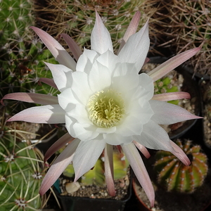 DSC09083Echinopsis subdenudata