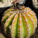 DSC09084Echinopsis eyriesi