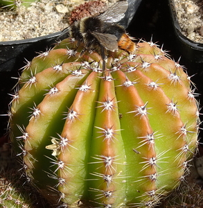 DSC09084Echinopsis eyriesi