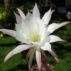 DSC09086Echinopsis subdenudata