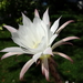 DSC09087Echinopsis subdenudata