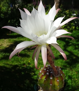 DSC09088Echinopsis subdenudata