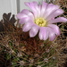 DSC09090Acanthocalycium violaceum