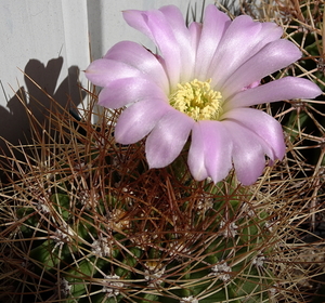 DSC09090Acanthocalycium violaceum