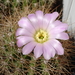 DSC09091Acanthocalycium violaceum