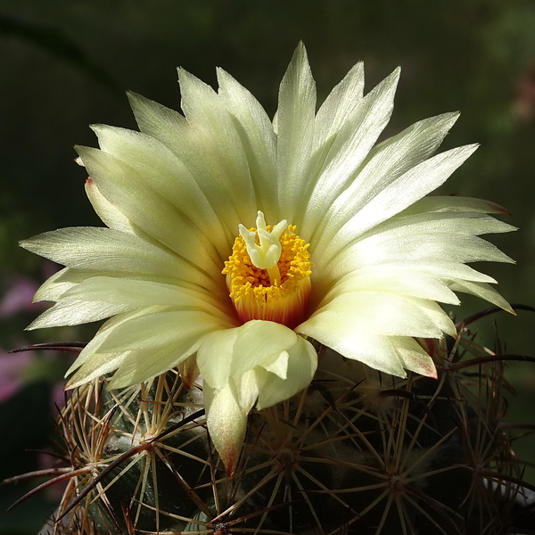 DSC09092Coryphantha cornifera v. moliterreum