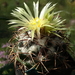 DSC09095Coryphantha sulcolanata