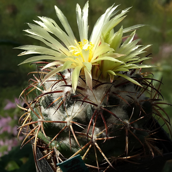 DSC09095Coryphantha sulcolanata