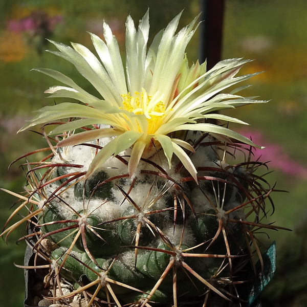 DSC09096Coryphantha sulcolanata