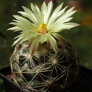 DSC09098Coryphantha palmeri v. pectinata Rio Pecos