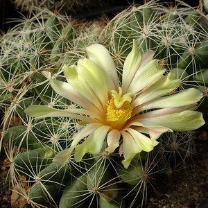 DSC09101Mammillaria sphaerica