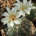 DSC09104Gymnocalycium vatteri WR 110