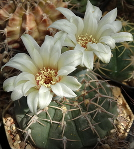 DSC09104Gymnocalycium vatteri WR 110