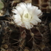 DSC09107Gymnocalycium griseo-pallidum LB2334