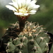 DSC09110Gymnocalycium asterium G 2345