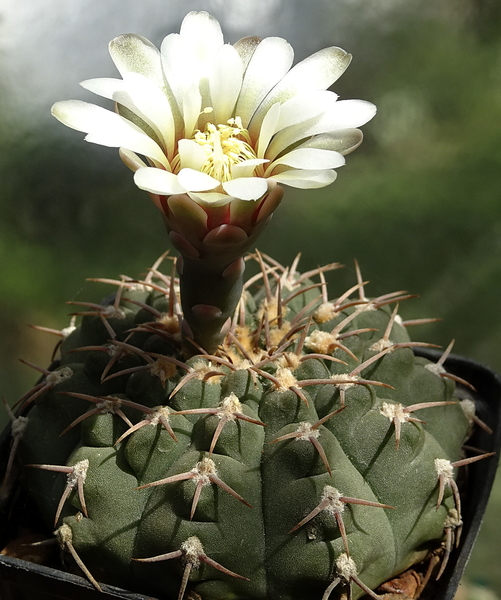 DSC09110Gymnocalycium asterium G 2345