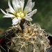 DSC09112Gymnocalycium kozelskianum