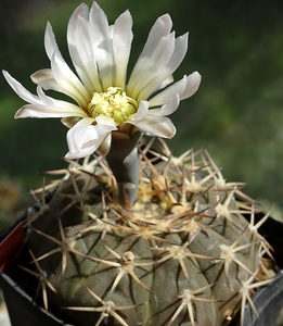 DSC09112Gymnocalycium kozelskianum