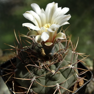 DSC09114Gymnocalycium ochoterenae TOM 09-381