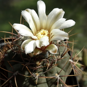 DSC09115Gymnocalycium ochoterenae TOM 09-381