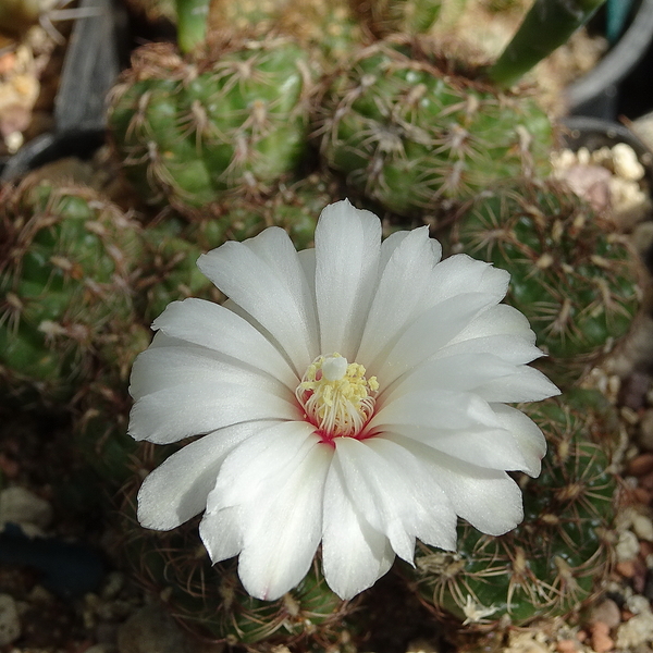 DSC09116Gymnocalycium mesopotamicum LB 612