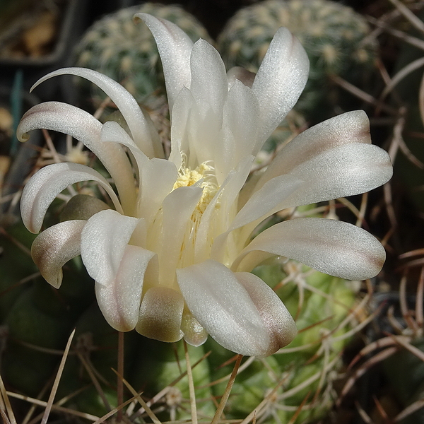 DSC09117Gymnocalycium anisitsi