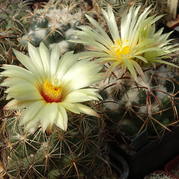 DSC09118Coryphantha cornifera v. moliterreum, sulcolanata