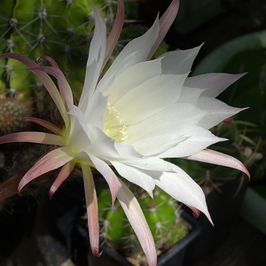 DSC09123Echinopsis subdenudata