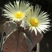 DSC09127Astrophytum myriostigma