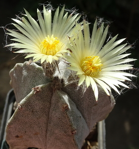 DSC09127Astrophytum myriostigma