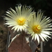 DSC09128Astrophytum myriostigma