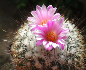 DSC09129Turbinicarpus roseiflorus