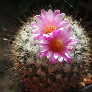 DSC09130Turbinicarpus roseiflorus