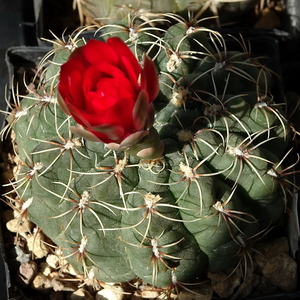 DSC09131Gymnocalycium baldianum JO 295