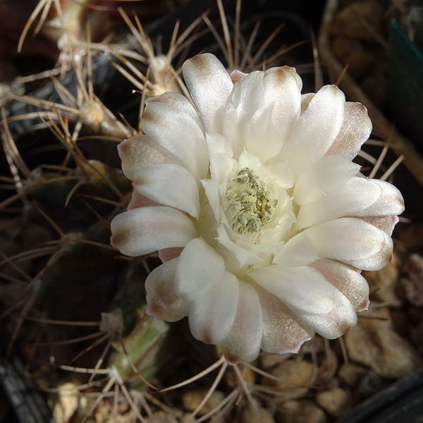 DSC09132Gymnocalycium griseo-pallidum LB2334