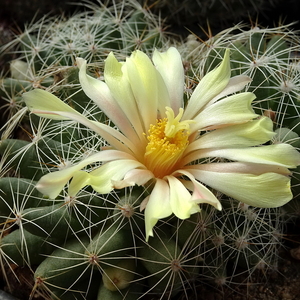 DSC09133Mammillaria sphaerica