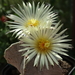 DSC09136Astrophytum myriostigma