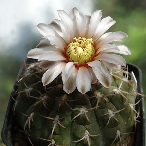 DSC09139Gymnocalycium ochoterenae v. cinereum