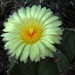 DSC09140Astrophytum myriostigma f. nudum