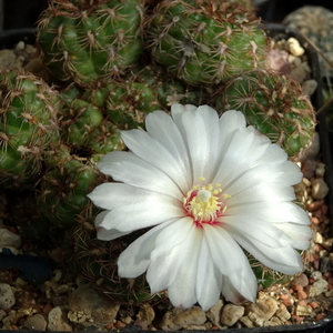 DSC09143Gymnocalycium mesopotamicum LB 612