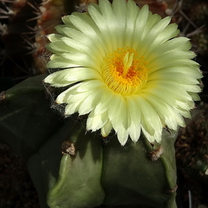 DSC09144Astrophytum myriostigma f. nudum