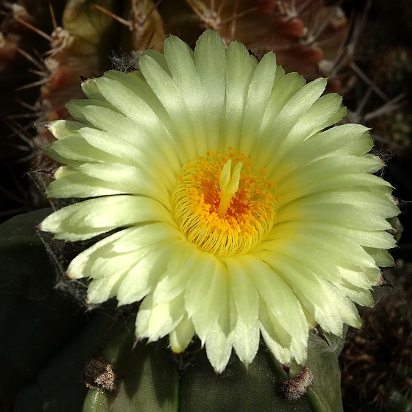 DSC09145Astrophytum myriostigma f. nudum