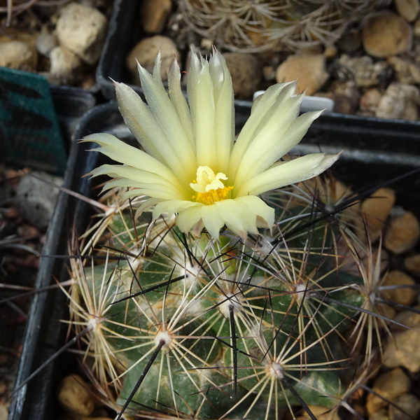 DSC09167Coryphantha nickelsiae