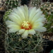 DSC09168Hamatocactus setispinus var. setaceus