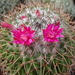 DSC09227Mammillaria polythele v. obconella