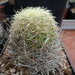 DSC09248Thelocactus bicolor ssp. flavidispinus