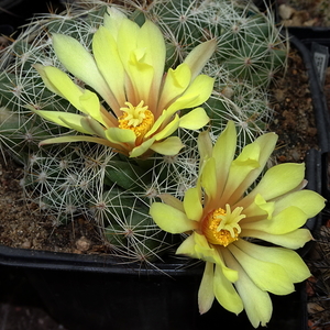 DSC09251Mammillaria sphaerica