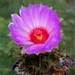 DSC09252Thelocactus bicolor