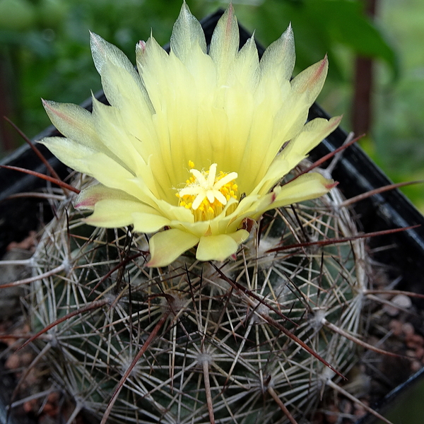 DSC09253Coryphantha lauii