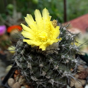 DSC09254Copiapoa